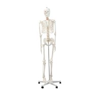 Skeleton Life Size