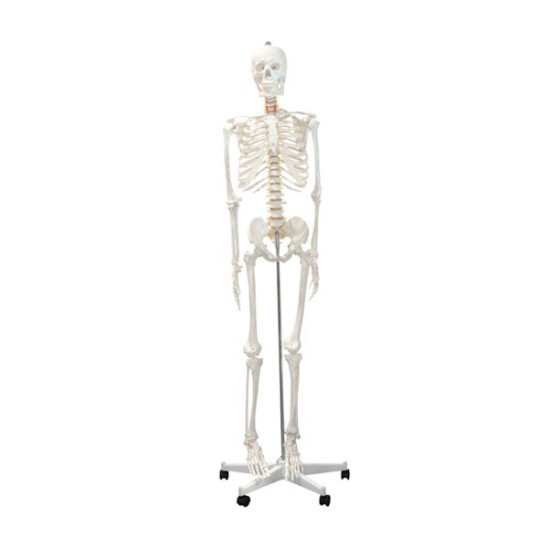 Skeleton Life Size