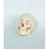 Plastic Skull Adult Size